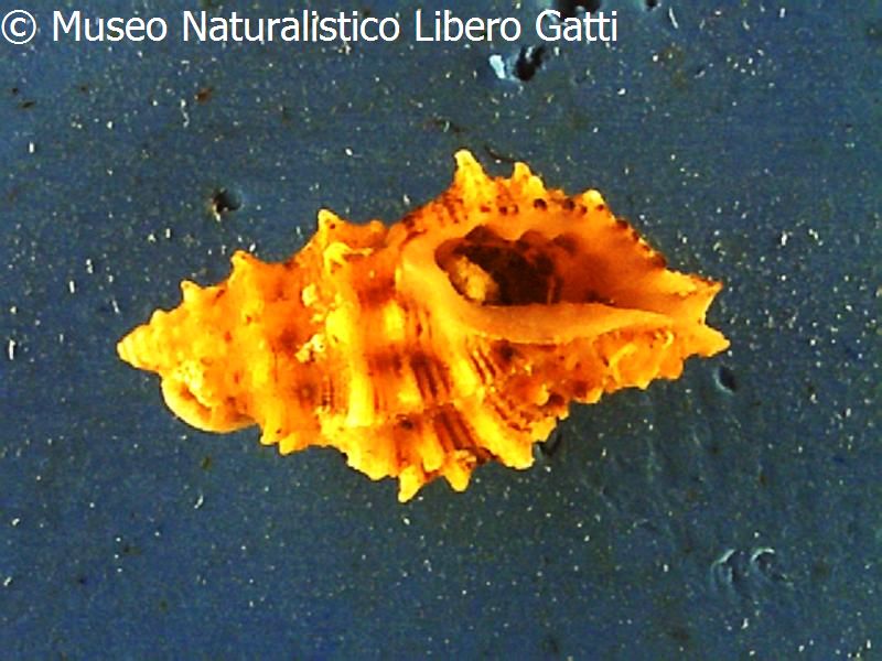 no photo for this shell